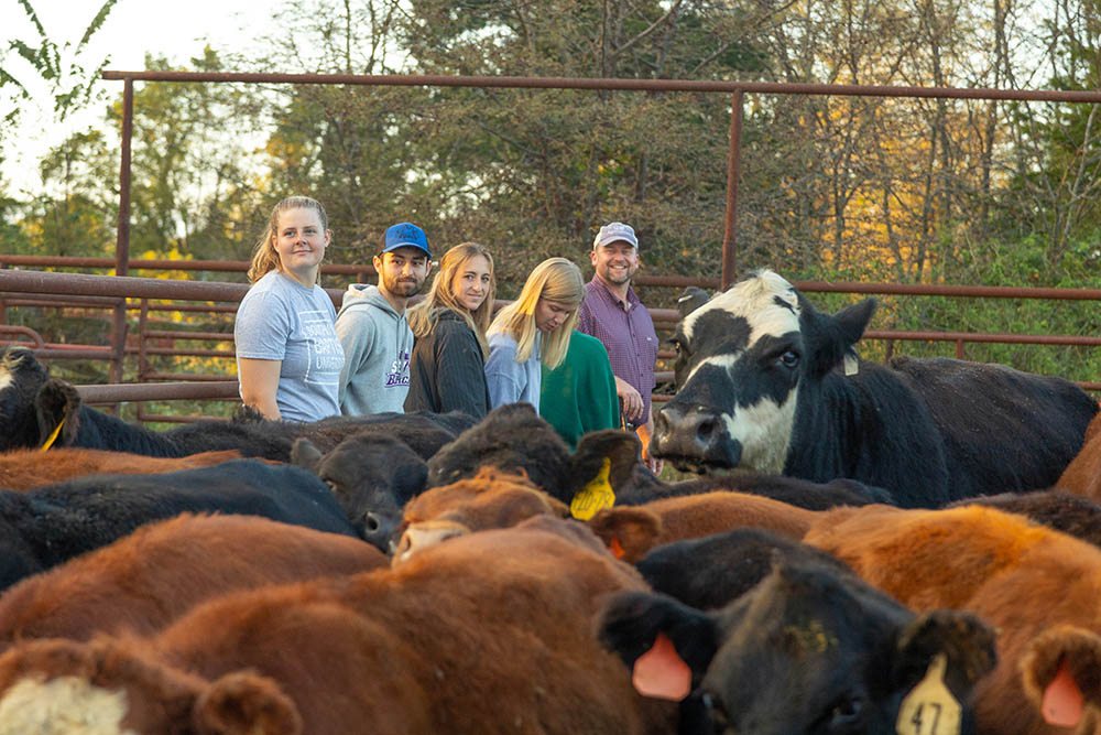 Student and professors laughing while working with cattle in cattle pen