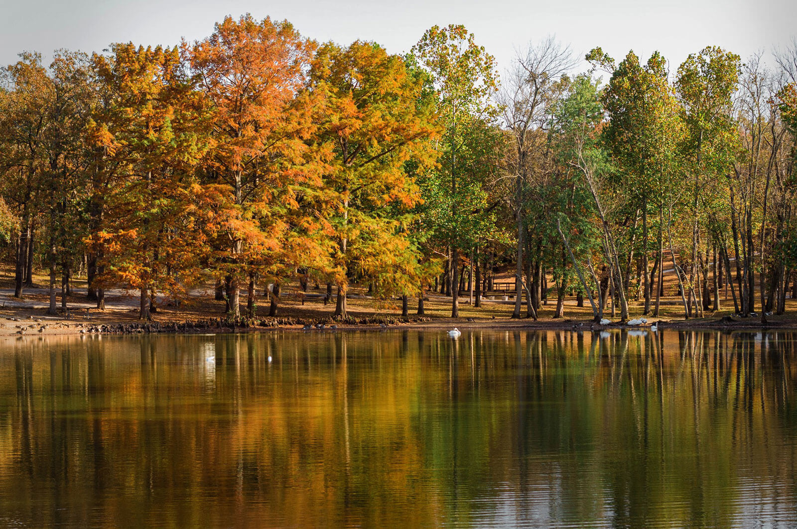 park lake surrounded by trees in fall colors