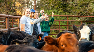 aerial view of field being harvested
